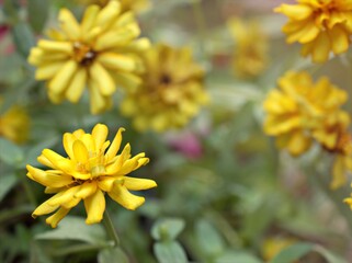 Closeup yellow petals of Zinnia angustifolia flower plants in garden with green blurred background ,macro image ,sweet color for card design