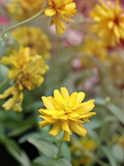 Closeup yellow petals of Zinnia angustifolia flower plants in garden with green blurred background ,macro image ,sweet color for card design