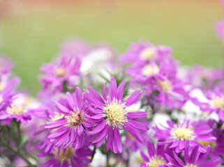 Closeup pink petals of purple Tatarian aster tataricus daisy flower plants in garden with  blurred background ,macro image ,sweet color for card design ,flowers in the garden