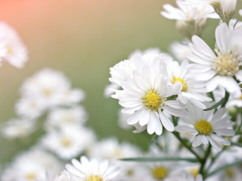 Closeup white petals of Tatarian aster tataricus daisy flower plants in garden with  blurred background ,macro image ,sweet color for card design