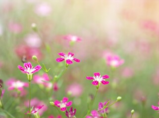 Closeup pink Baby's -breath ,petals of red Gypsophila flower plants in garden with sunshine and blurred background ,macro image ,sweet color for card design