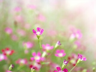 Closeup pink Baby's -breath ,petals of red Gypsophila flower plants in garden with sunshine and blurred background ,macro image ,sweet color for card design