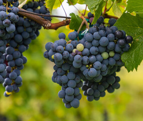 Fototapeta premium Grapes on a Vineyard