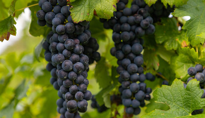 Grapes on a Vineyard