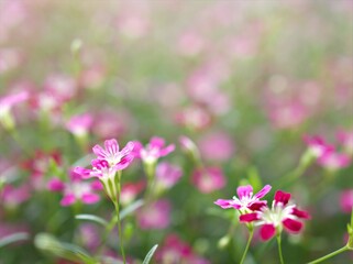 Closeup pink Baby's -breath ,petals of red Gypsophila flower plants in garden with sunshine and blurred background ,macro image ,sweet color for card design