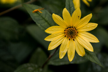yellow daisy flower