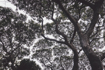 Big Green Tree Leaves and branch background. Concept for natural  and refresh moment.