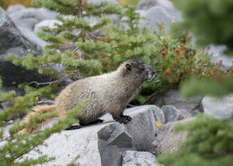 Marmots