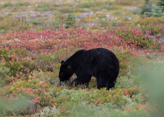 Black Bear