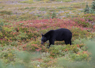 Black Bear