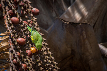 Plain parakeet (Brotogeris tirica) feeding fruits of buriti palm tree (Mauritia flexuosa). Green and Yellow Brazilian birds. 