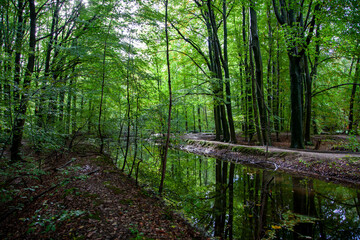 Spiegelung im Wasser