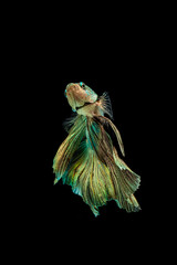 siamese fighting fish on black background