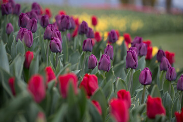 Tulips