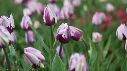 Obraz premium Tulips