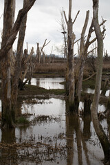 Skagit Valley Wildlife Area