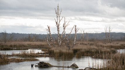 Skagit Valley Wildlife Area
