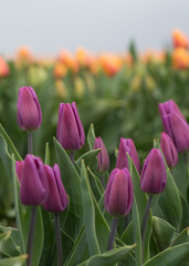 Tulips