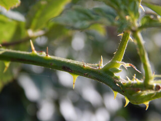 Obraz premium Thorns