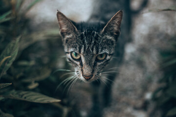 Fototapeta premium cat life - lifestyle 