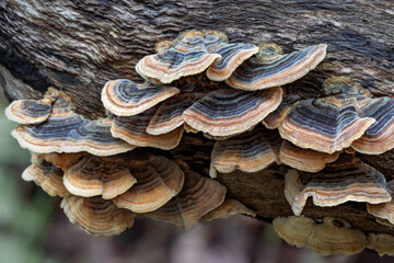 Trametes versicolor fungi (Turkey Tails) growing on a fallen log - NSW, Australia