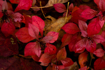 red autumn leaves