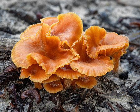 Close-up of Laccaria sp fungi - NSW, Australia