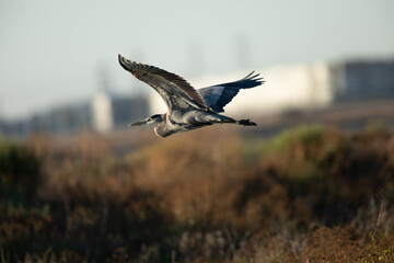 Great blue heron flying in the wild in North California at sunset