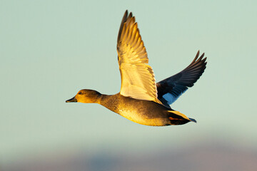 Panning view of a female wild duck,  seen in a North California marsh