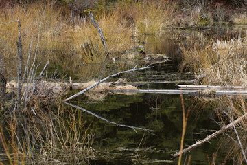 hiking at Baker Lake, Washington