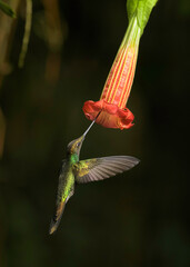 Picaflor pico espada, Ensifera ensifera © Nino