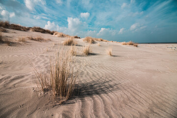 dry plants in sand at a beach scenery with blue and cloudy sky in the background