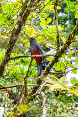 The overwhelming beauty of the flora and fauna of Costa Rica. Photos taken during a tour through this beautiful country,
