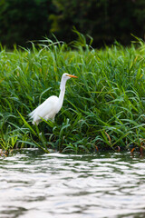 The overwhelming beauty of the flora and fauna of Costa Rica. Photos taken during a tour through this beautiful country,
