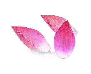 Pink lotus lobes on a white background