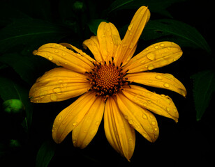 Girasol silvestre, campo salvadoreño, floración de invierno, amago, plantas, 800 msnm, norte,...