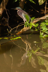 The overwhelming beauty of the flora and fauna of Costa Rica. Photos taken during a tour through this beautiful country,
