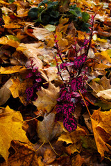 autumn leaves on the ground