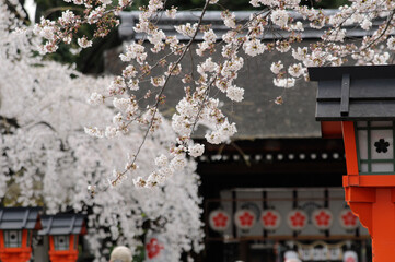 京都平野神社の桜