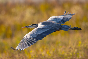 Great blue heron flying in the wild in North California at sunset