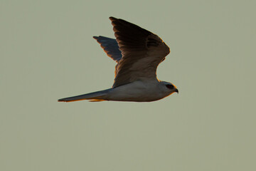 Close-up of a white-tailed kite flying in the wild, seen in beautiful light in North California 