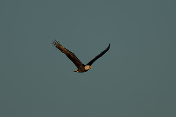 bald eagle flying, seen in the wild in  North California