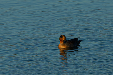 Male Green-winged Teal, seen in a North California marsh