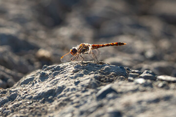 Close-up of a dragonfly, seen in the wild in North California