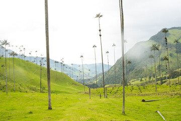 Palmas de cera valle del cocora salento con montañas y nubes