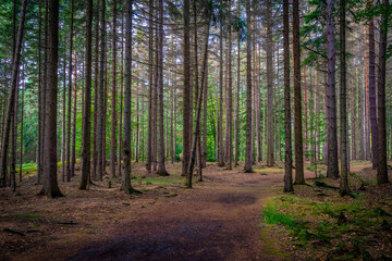 Forest Path in Bohemian Switzerland, Czechia