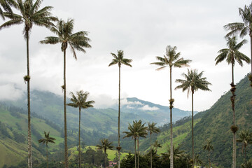 Fototapeta premium Palmas de cera valle del cocora salento con montañas y nubes