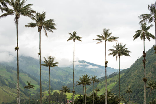 Palmas de cera valle del cocora salento con monta&ntilde;as y nubes