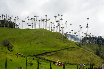 Palmas de cera valle del cocora salento con montañas y nubes