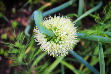 The top view of a twisted onion inflorescene